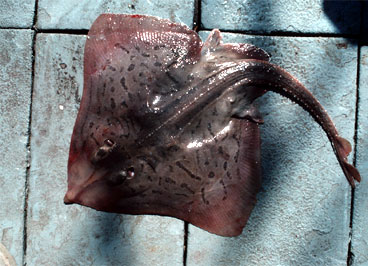 Clearnose skate. Photo courtesy Virginia Institute of Marine Science