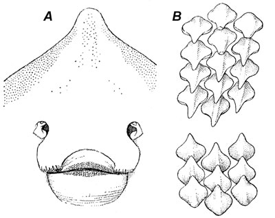 Clearnose skate. Photo courtesy Virginia Institute of Marine Science