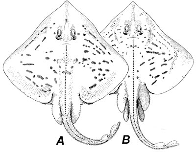 A. Female clearnose skate, B. Male clearnose skate. Image courtesy Fishes of the Western North Atlantic, 1948