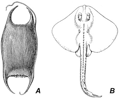 A. Clearnose skate egg case (mermaids purse), B. young skate hatched from it. Image courtesy Fishes of the Western North Atlantic, 1948
