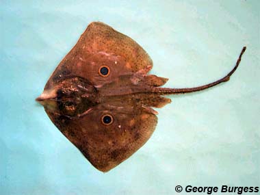 Brown ray. Photo © George Burgess