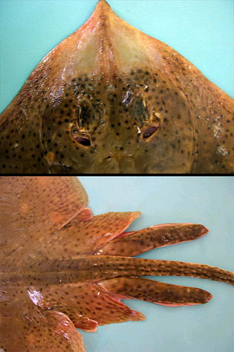 Close-up views of the head and tail. Photo © George Burgess