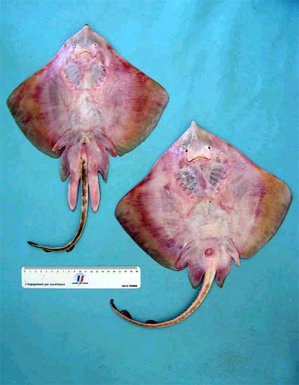 Ventral surface of a male and female brown ray. Photo © George Burgess