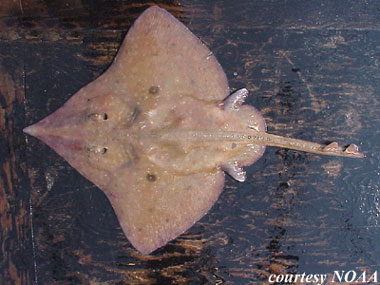 Longnose Skate. Photo courtesy NOAA