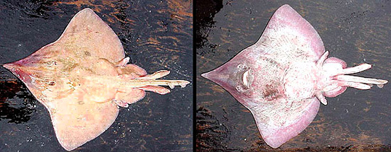 Dorsal and ventral views of a male longnose skate. Photo courtesy NOAA