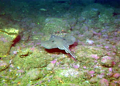 Longnose skate swimming along the bottom. Photo courtesy NOAA