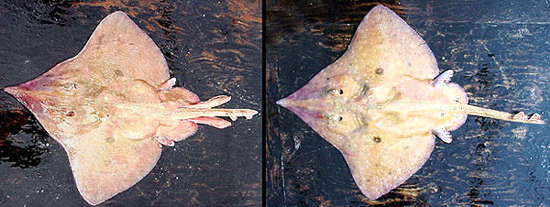 Longnose skate: male and female. Photo courtesy NOAA