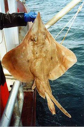 Longnose skate. Photo courtesy U.S. Geological Survey