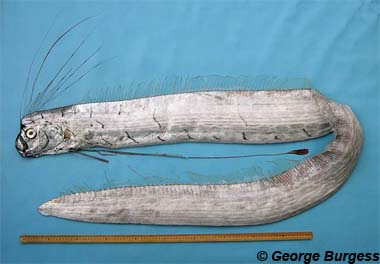 Oarfish. Photo © George Burgess