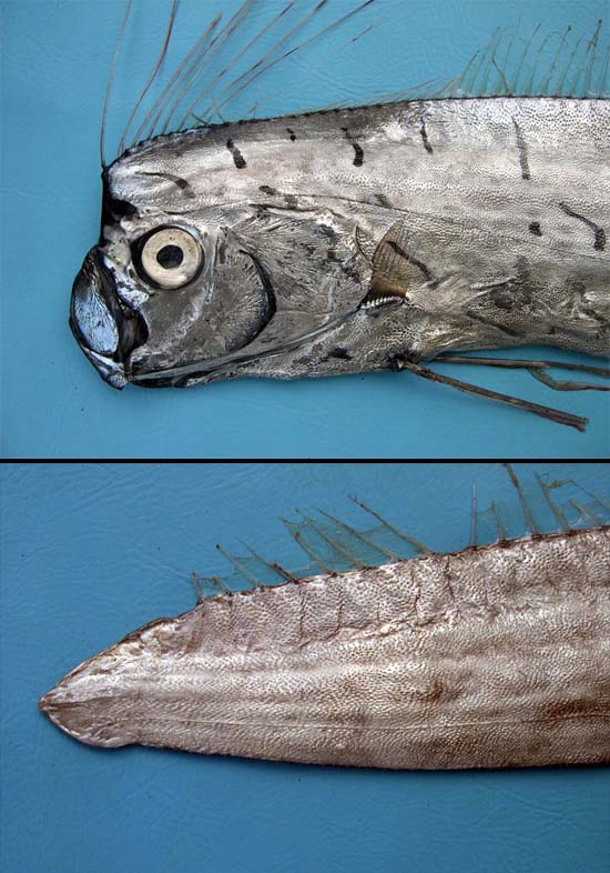 Oarfish head and caudal tip. Photo © George Burgess