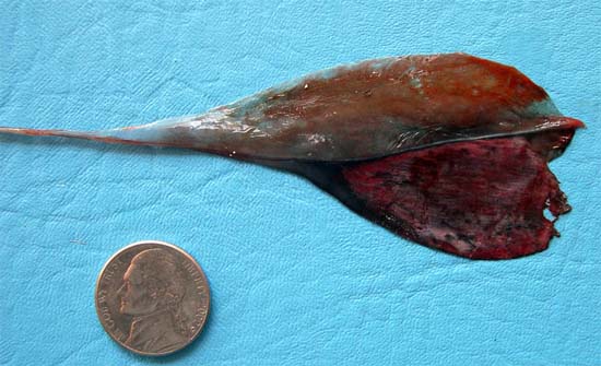 Oarfish pelvic fin tip and fleshy tab upclose. Photo © George Burgess