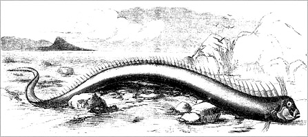 Oarfish are reponsible for legendary stories. Historical Image