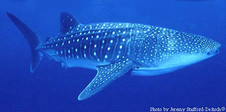 Whale shark