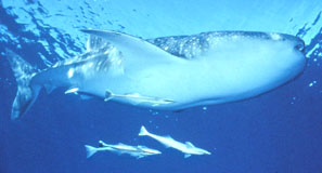 A whale shark cruises at the surface accompanied by opportunistic remoras (Echeneis sp.). Photo © Jeremy Stafford-Deitsch