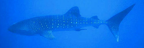 Whale shark showing coloration pattern. Photo © Keri Wilk