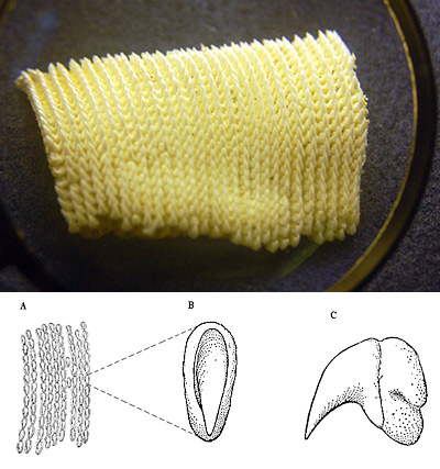 Whale shark dentition (top, Photo © Cathleen Bester), and (bottom) A) Portion of upper dentary band (about 2.5x), B) top and C) lateral view of a single upper tooth (about 9x). Illustrations courtesy Bigelow & Schroeder,1948, FNWA