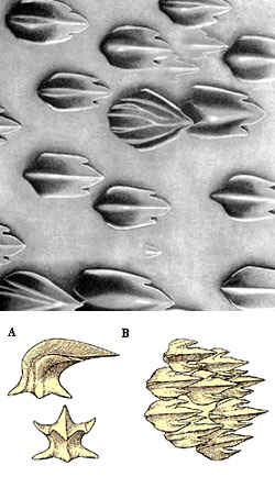 Dermal denticles from in front of and a bit below the first dorsal fin (top), Illustrations A) Lateral and apical views of dermal denticle (about 75x), B) dermal denticles (about 35x) Images courtesy Garrick (Proceedings U.S. National Museum). Illustrations, and Bigelow & Schroeder, 1948, FNWA