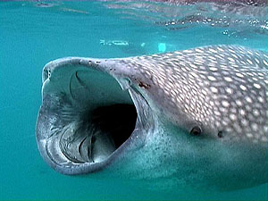 A whale shark opens its mouth, bringing in plankton-rich water. Photo © Werner Mischler