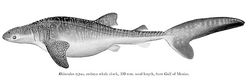 Whale shark embryo, 350 mm, from the Gulf of Mexico courtesy Garrick (Proceedings U.S. National Museum)