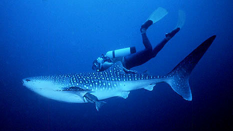 A diver swims along with a juvenile whale shark. Photo © Jeff Trotta