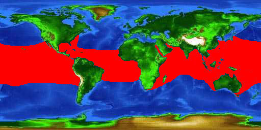 World distribution map for the whale shark