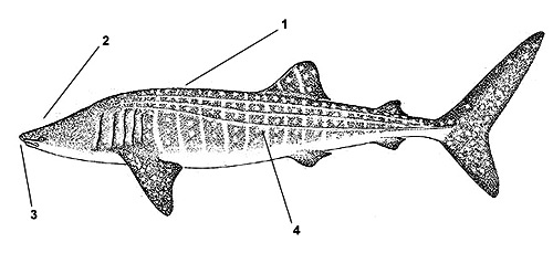 Whale shark (Rhindodon typus). Illustration courtesy FAO, Species Identification and Biodata