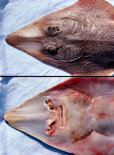 Atlantic guitarfish: dorsal and ventral views of head. Photo © George Burgess