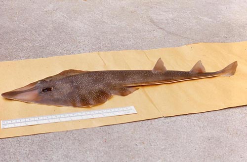 Atlantic guitarfish grow to lengths of approximately 30 inches. Photo © George Burgess