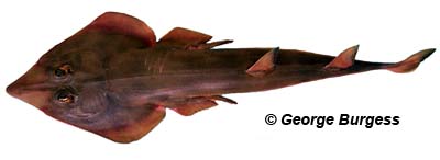 Common guitarfish. Photo © George Burgess