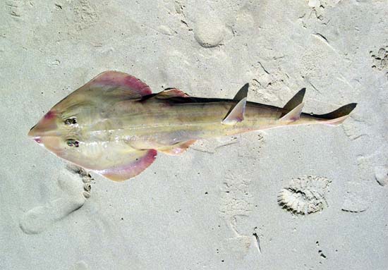 Common guitarfish. Photo © George Burgess