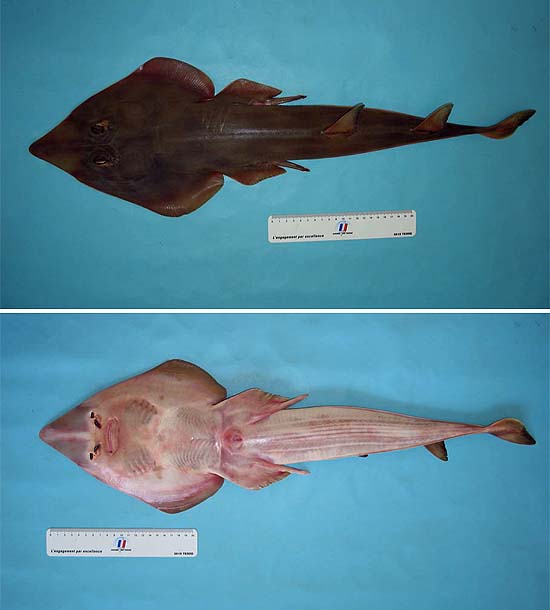 Common guitarfish are brown in color on the dorsal surface and white on the ventral surface and grows to a maximum total length of 55 inches. Photo © George Burgess