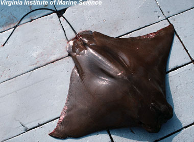 Cownose ray. Photo courtesy Virginia Institute of Marine Science