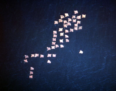 Cownose rays make long migrations. Image © George Burgess