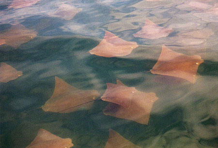 Migrating cownose rays. Photo ©Tobey Curtis