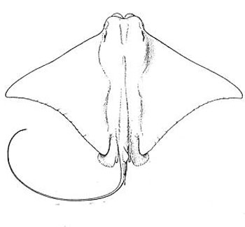 Cownose ray. Illustration courtesy NOAA