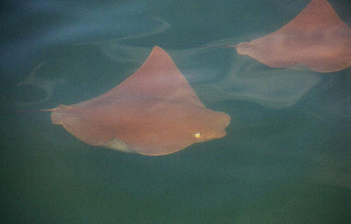 Cownose ray. Photo ©Tobey Curtis