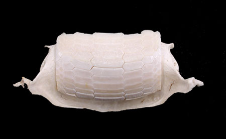 Dental plate of the cownose ray. Image © Florida Museum of Natural History