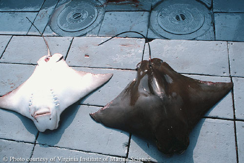 The cownose ray has smooth skin. Photo courtesy Virginia Institute of Marine Science