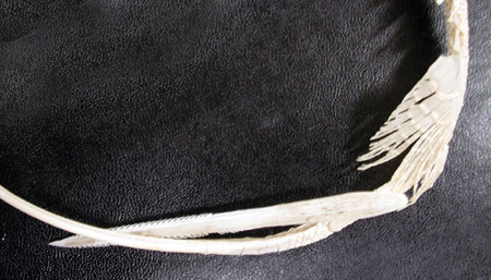 Spine of the cownose ray. Photo © Florida Museum of Natural Hisotry