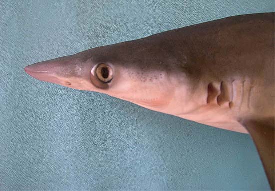 Milk sharks have narrow snouts and large eyes. Photo © George Burgess