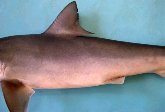 Milk shark: pectoral, dorsal and pelvic fins. Photo © George Burgess