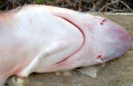 Ampullae of Lorenzini on milk shark. Image © George Burgess