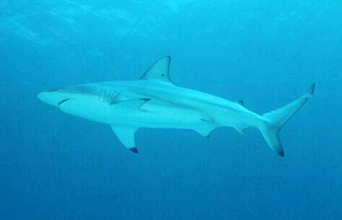 Blacktip sharks are among the predators of the milk shark. Photo © Doug Snyder