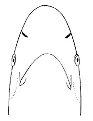 Ventral view of Caribbean sharpnose head. Image courtesy FAO Species Catalog, Vol. 4 Part 2 Sharks of the World