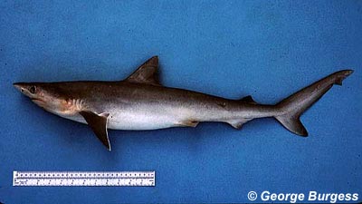 Atlantic sharpnose shark. Image © George Burgess