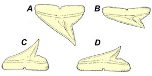 Teeth: A. Fourth upper tooth, B. Tenth upper tooth, C. Fourth lower tooth, D. Eighth lower tooth. Image courtesy (modified) from Bigelow & Schroeder (1948) FWNA