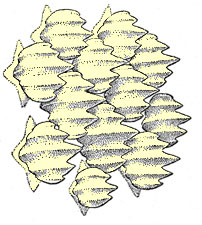 Atlantic sharpnose shark dermal denticles. Image courtesy (modified) from Bigelow & Schroeder (1948) FWNA