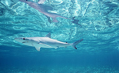 Atlantic sharpnose shark (Rhizoprionodon terraenovae) underwater. Photo © Doug Perrine