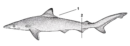 Atlantic sharpnose shark (Rhizoprionodon terraenovae). Illustration courtesy FAO, Species Identification and Biodata