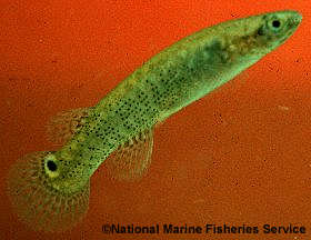 Mangrove Rivulus. Photo © National Marine Fisheries Service